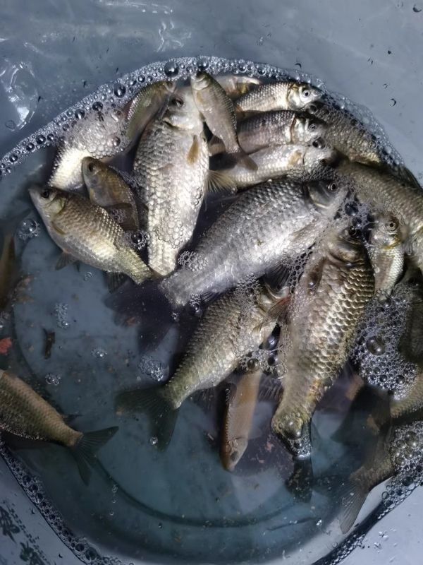 捕捉泥鳅用什么饵料(捕捉泥鳅用什么饵料最好)
