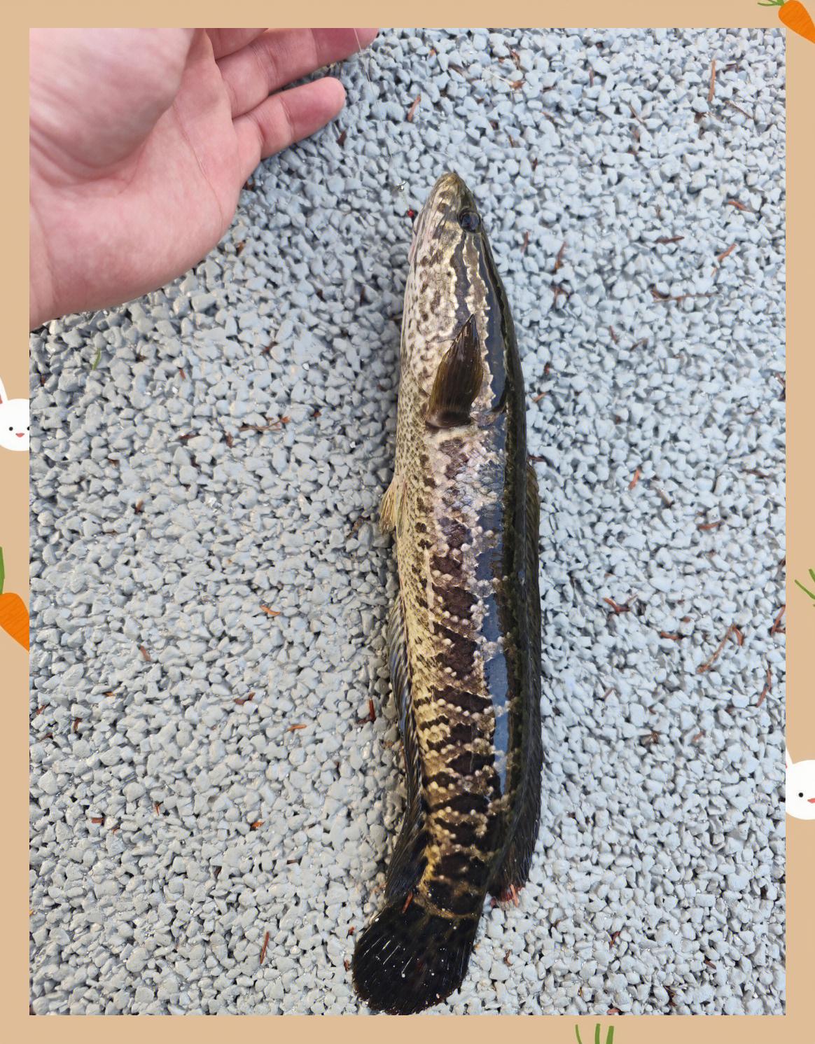 富阳路亚钓点(富阳溪流路亚)