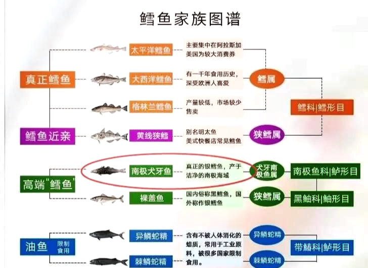 海钓鳕鱼线组搭配(鳕鱼的钓法及钓组)