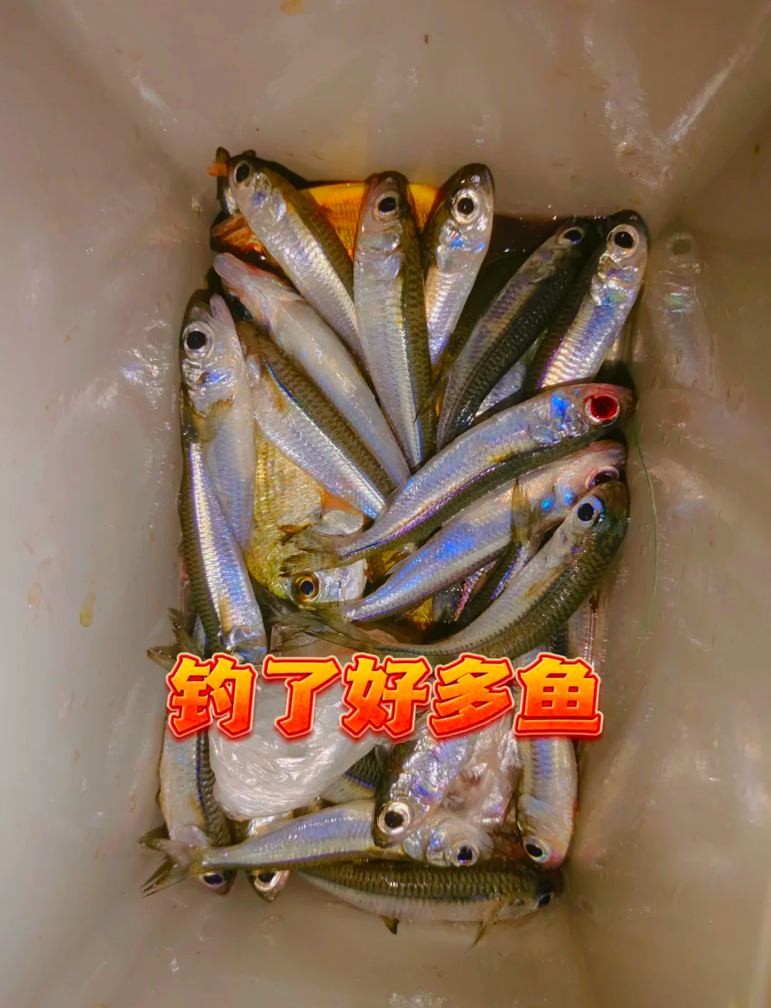 深圳海钓夜钓(深圳海边野钓)