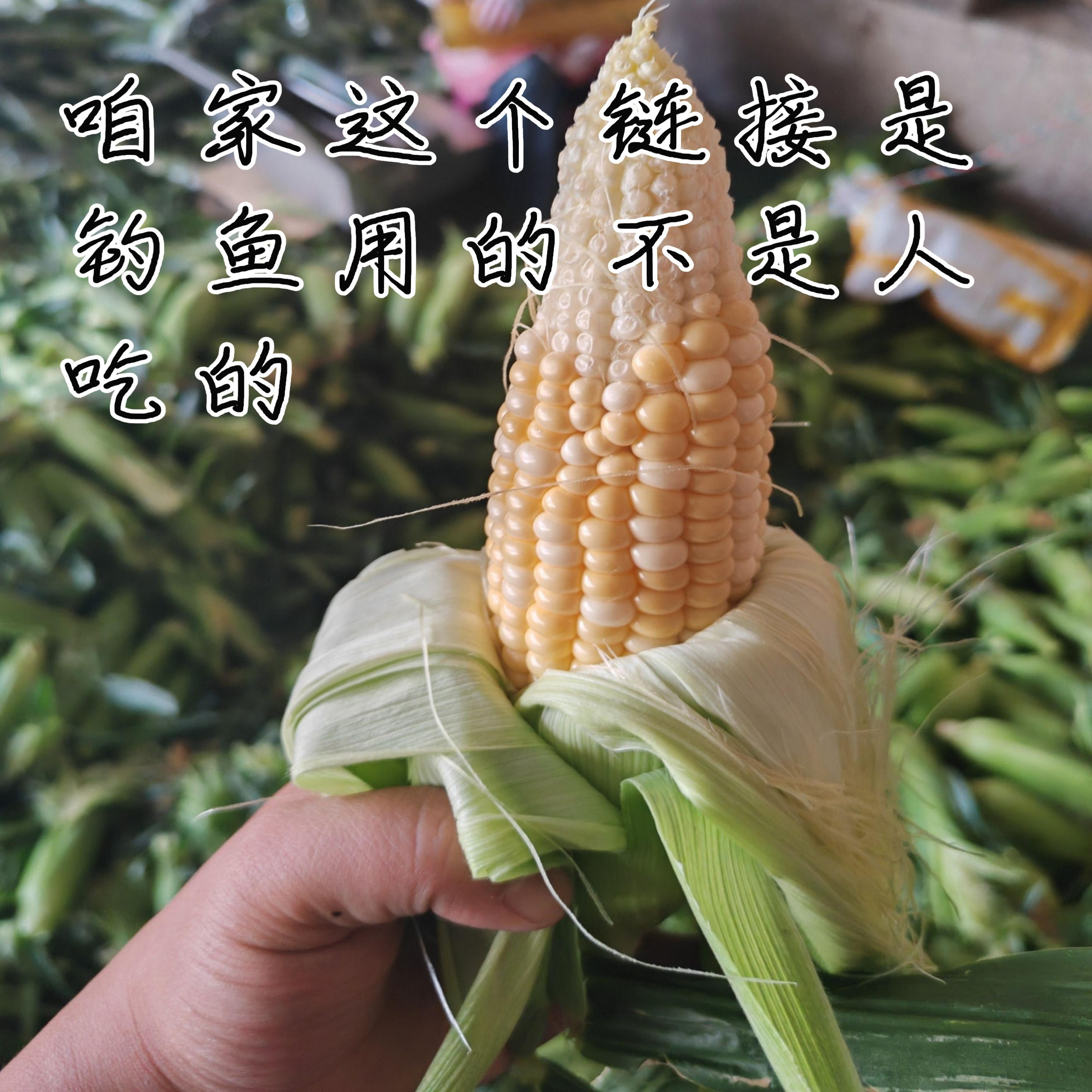 秋季玉米钓草鱼技巧(秋季玉米钓草鱼技巧和方法)