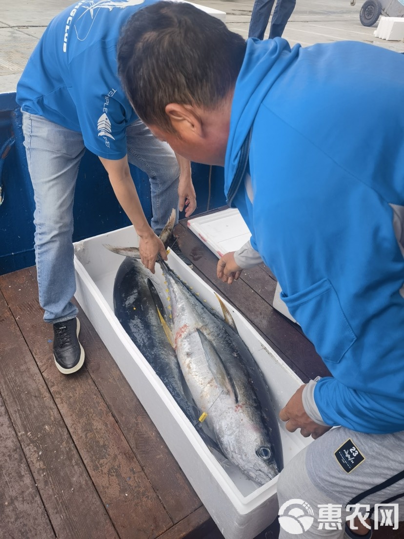 海钓金枪鱼(海钓金枪鱼价格现在多少钱一斤)