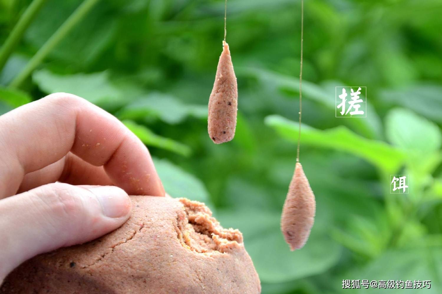 饵料黄金炮(黄金大炮是什么意思)