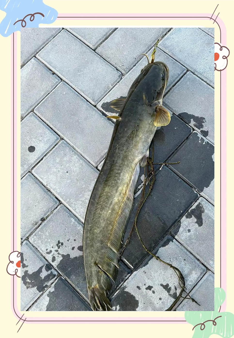 猪肝钓鲶鱼技巧(生猪肝钓鲶鱼效果怎么样)