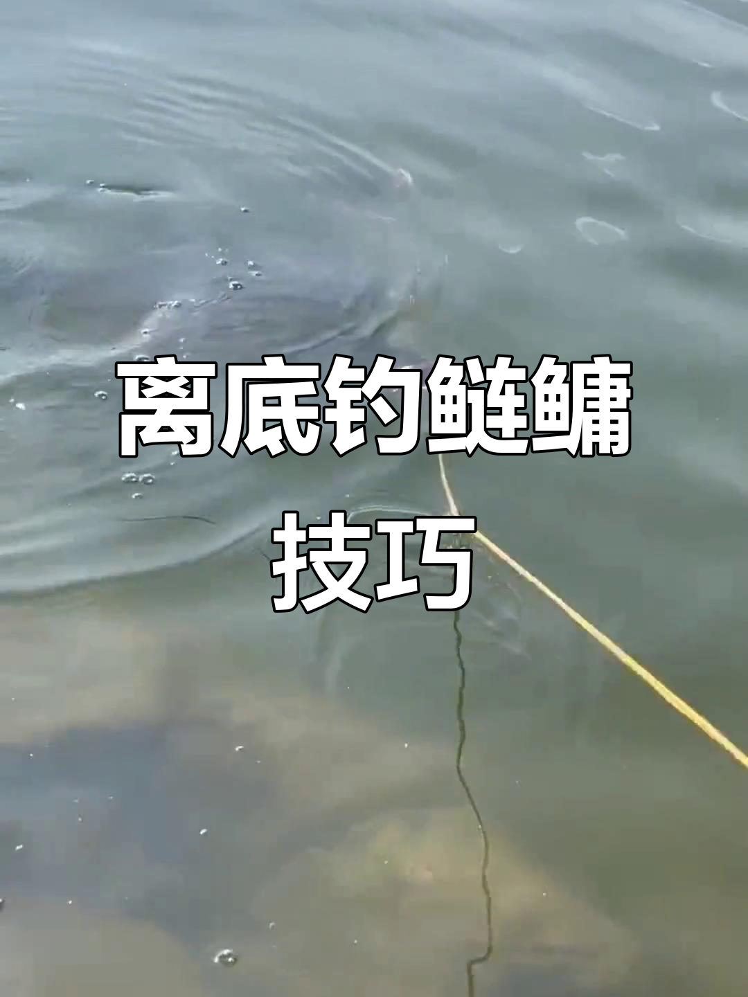 钓鲢鱼技巧图(钓鲢鱼技巧图解大全)