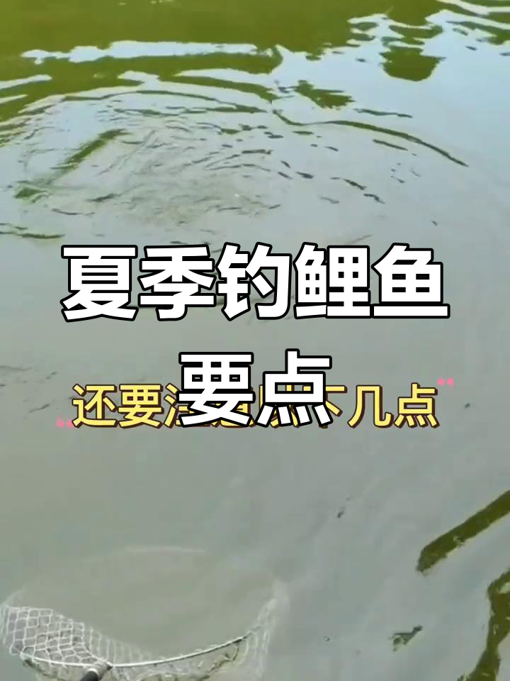 包含夏天鲤鱼垂钓技巧的词条