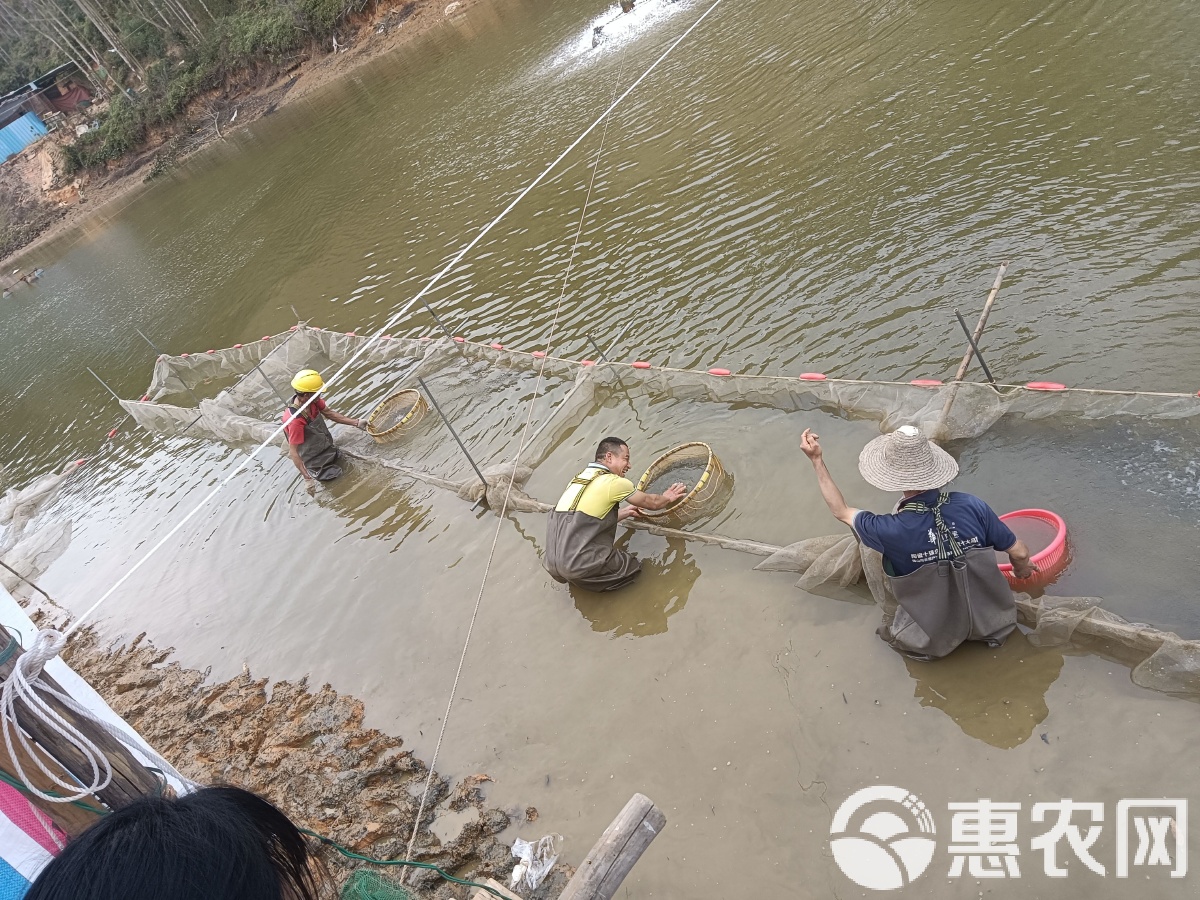 淡水鲈鱼路亚(淡水鲈鱼路亚怎么钓)