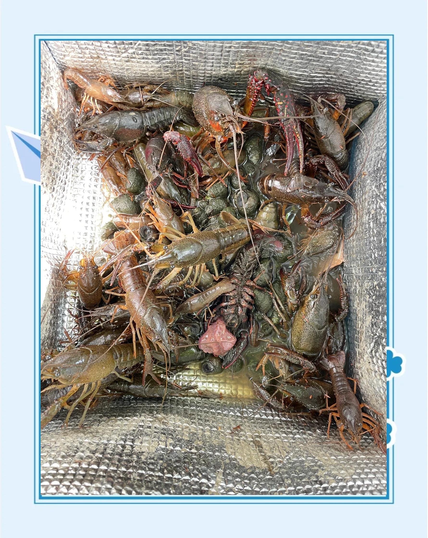 上海钓虾(上海钓虾场最出名的三个地方)
