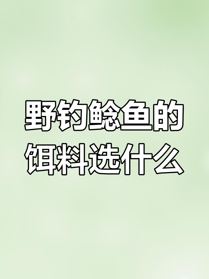 水库鲶鱼用什么饵料(水库里的鲶鱼)