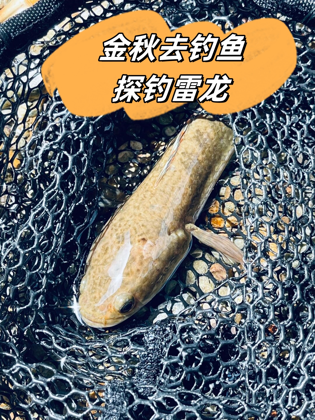 路亚专钓什么鱼(路亚钓法钓什么鱼)