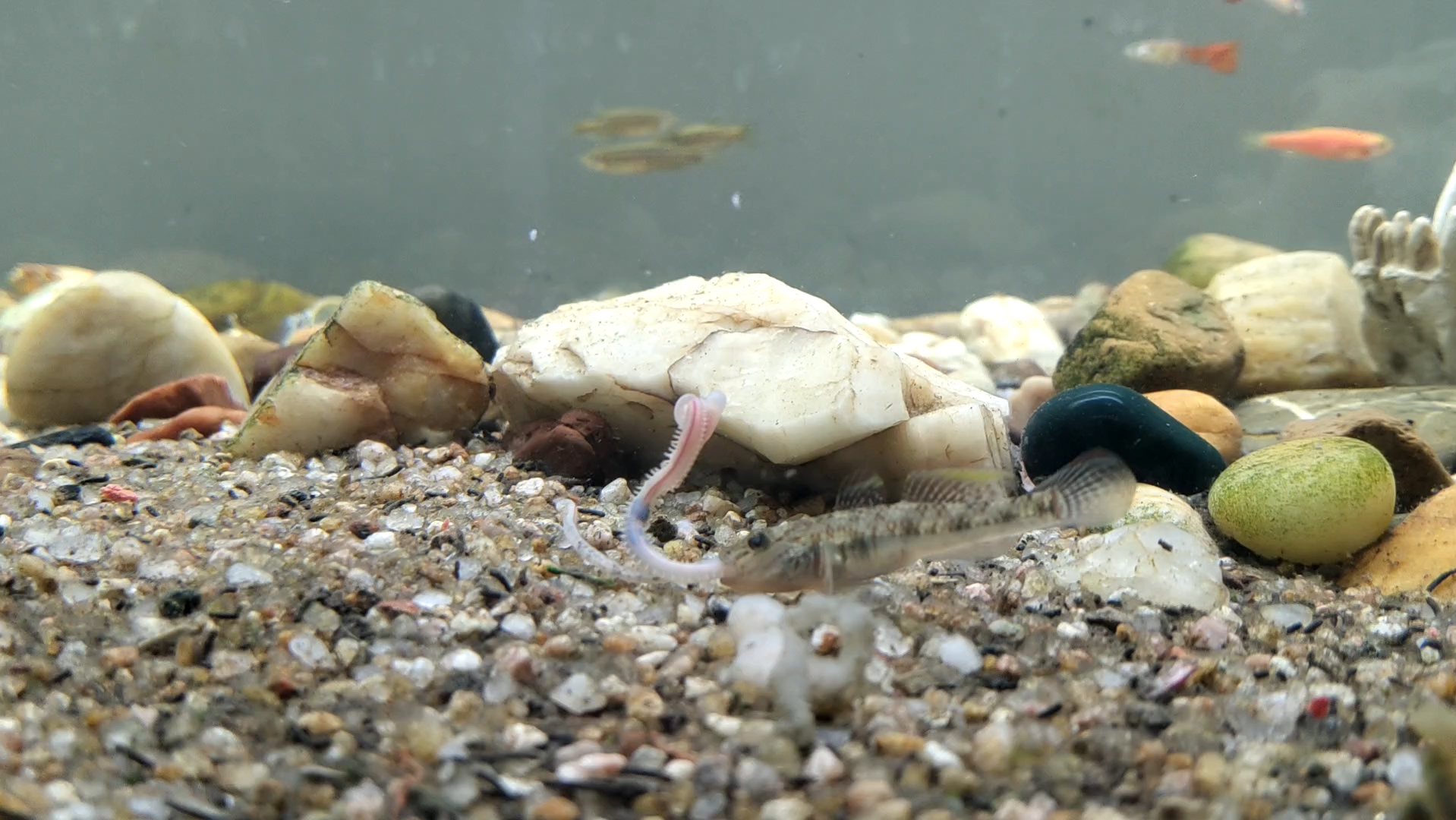 冬季海钓虾虎鱼(怎么钓虾虎)