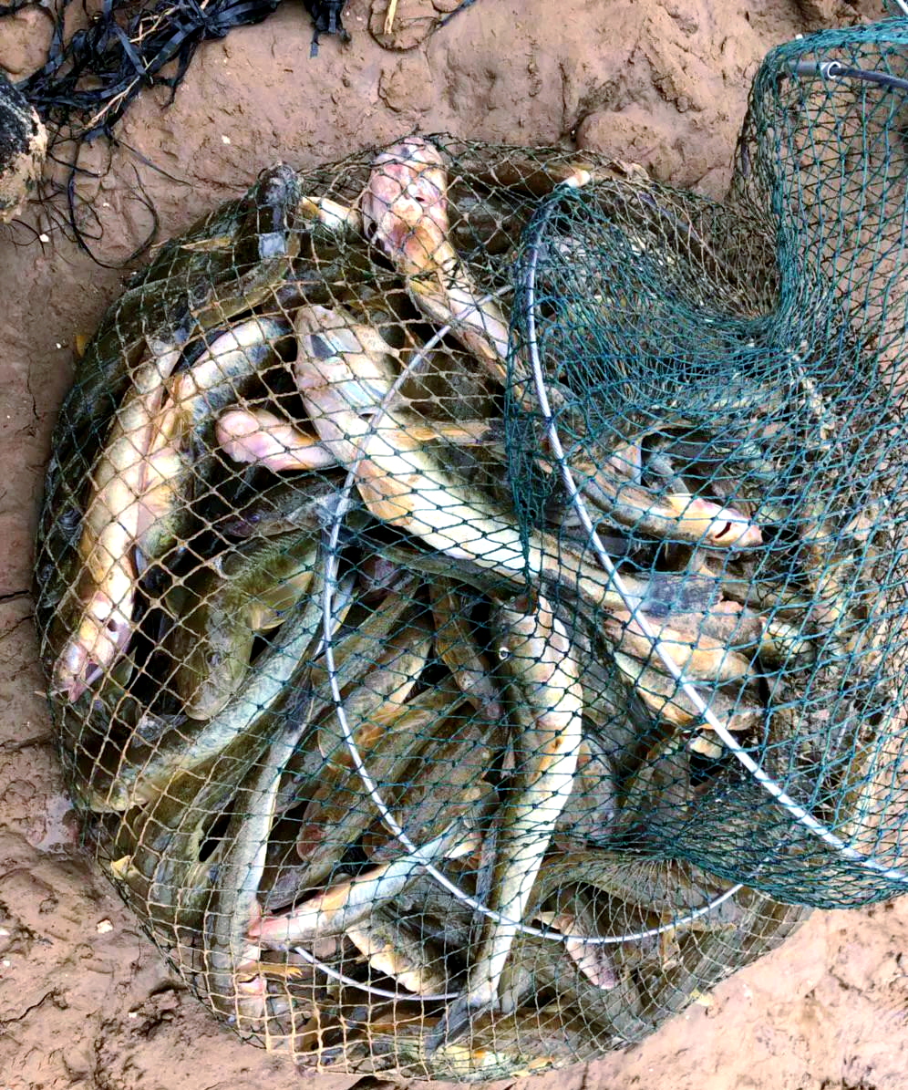 冬季海钓虾虎鱼(怎么钓虾虎)