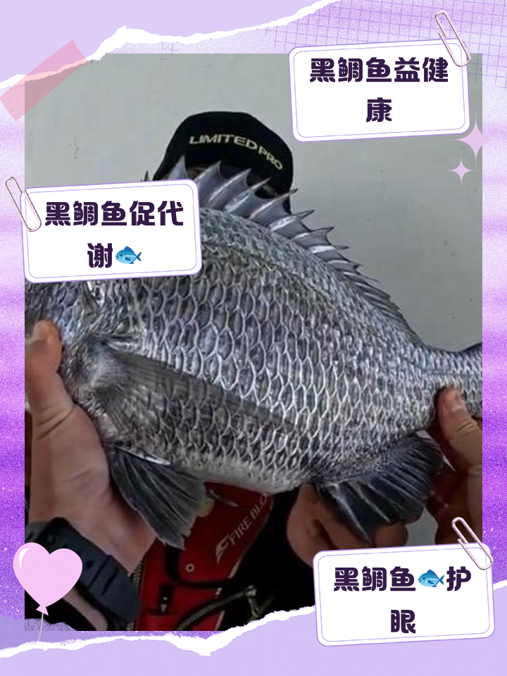 海钓黑鲷钓多深(海钓黑鲷用什么鱼钩)