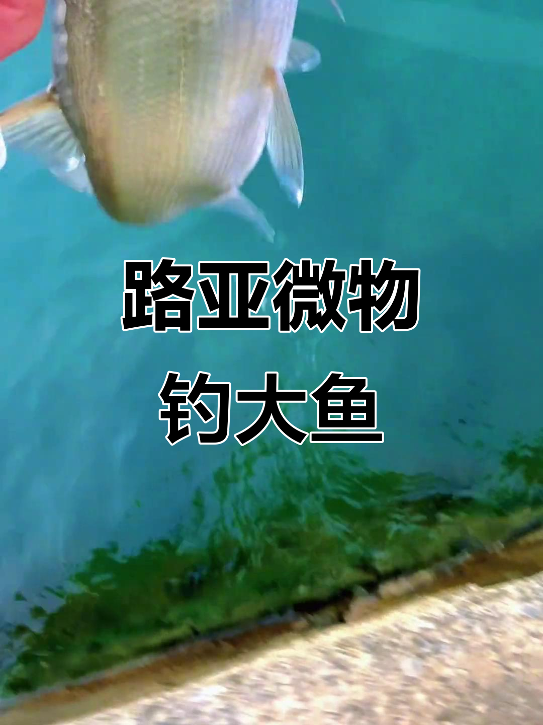 微物路亚(微物路亚是什么意思)