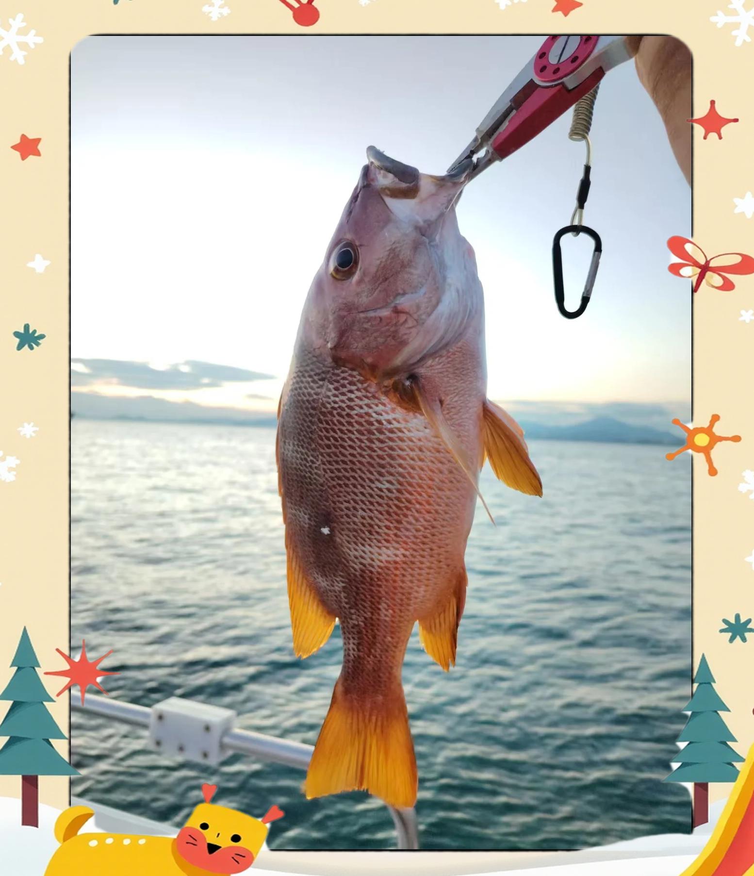 海钓有毒鱼(海钓常见毒鱼)