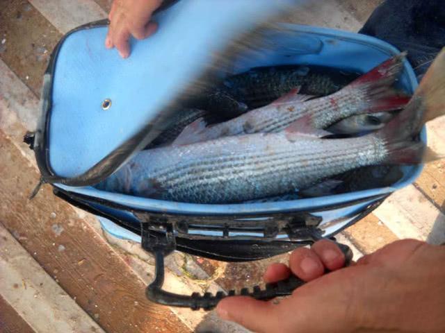 日本海钓梭鱼(日本海钓梭鱼技巧)