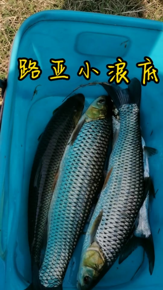 小浪底有什么路亚鱼种(黄河有什么路亚对象鱼)