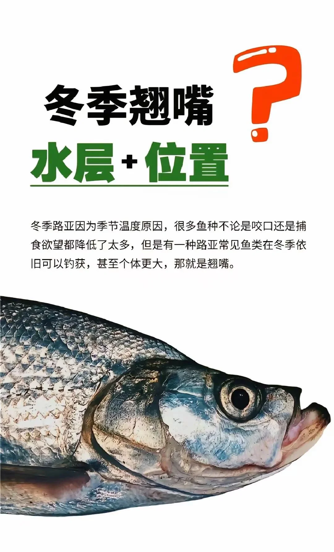 河里面钓翘嘴技巧(河里面钓翘嘴技巧和方法)