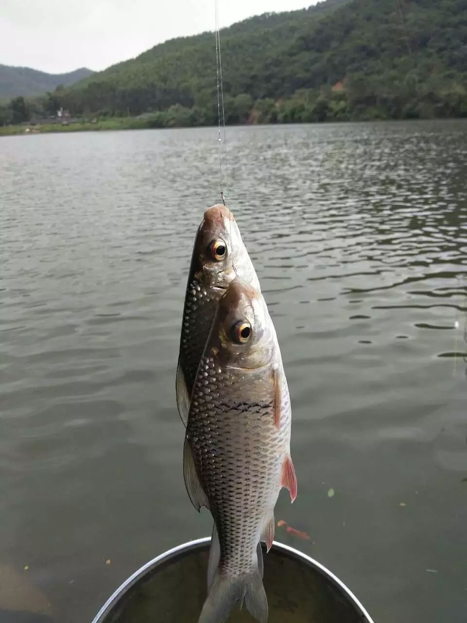 洛阳双飞渔具(双飞钓鱼场现在钓费多少)