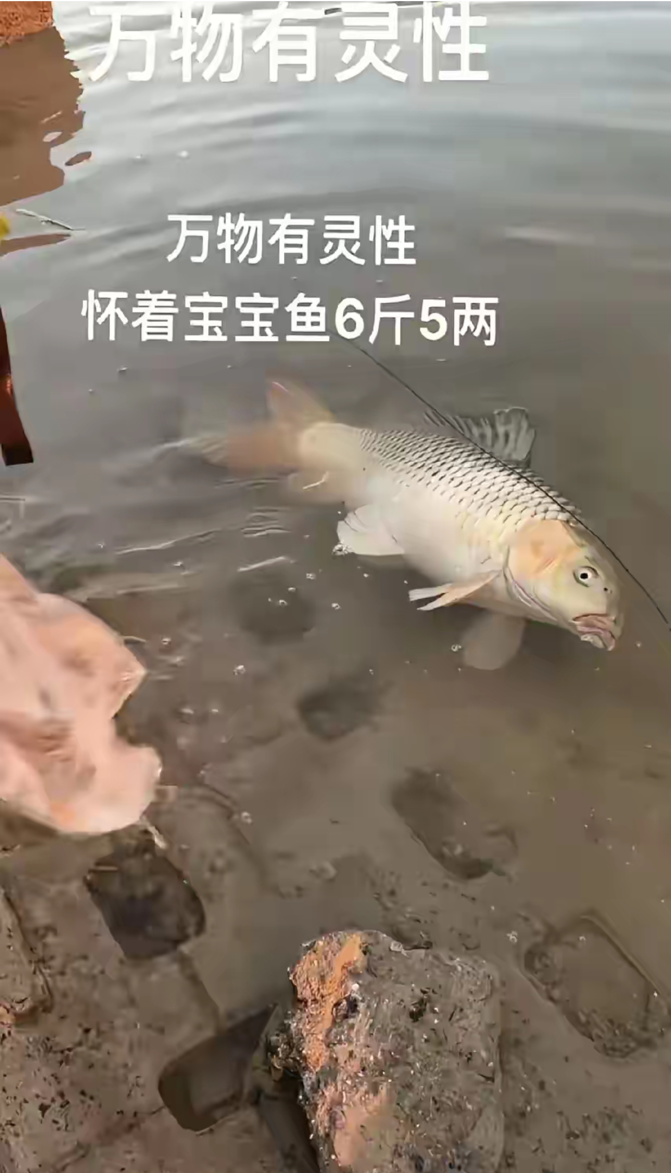退潮抓鱼技巧(大退潮抓活鱼视频)