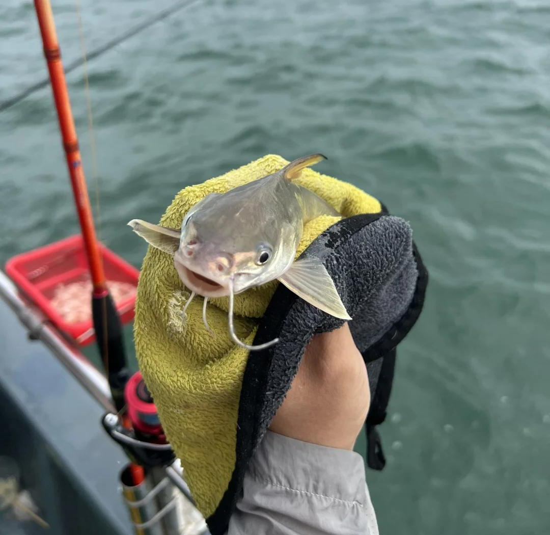 珠海求租海钓场(出海海钓收费价目表)
