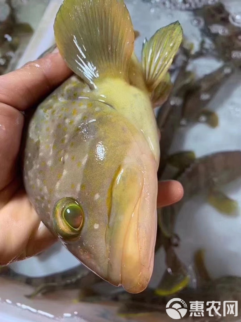 海钓底层鱼有哪些(海钓底钓最好线组)