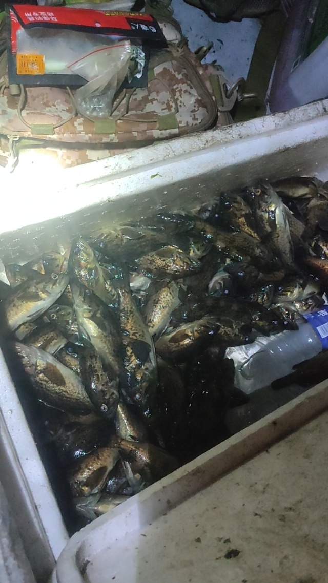 曹妃甸海钓比赛(曹妃甸海钓鱼地点哪里好)
