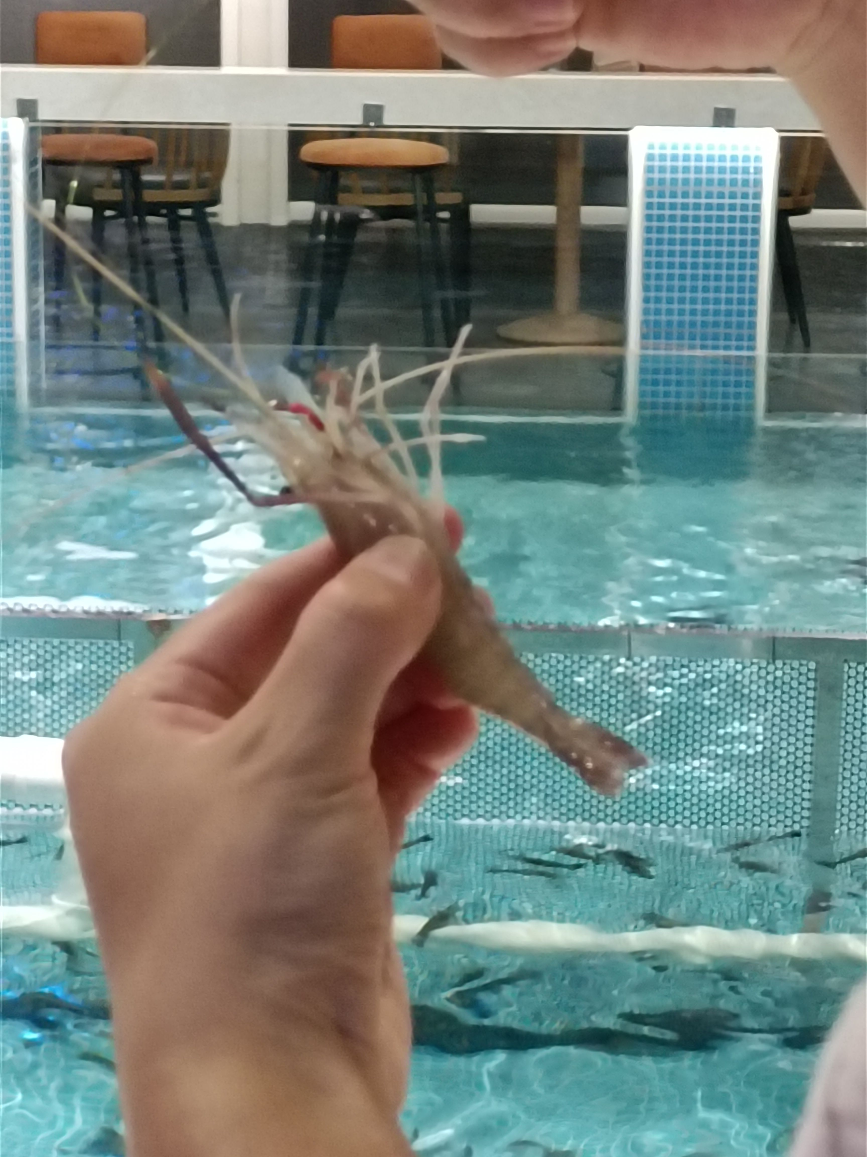 关于钓虾技巧视频(钓虾的技巧和方法)