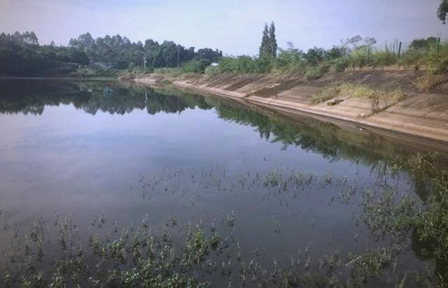 清明前后钓鲢鱼技巧(清明前后钓鲢鱼技巧视频)