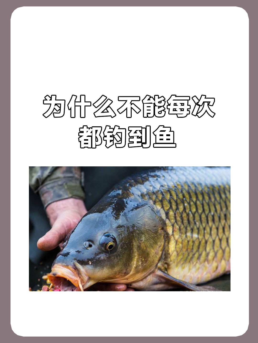 比赛钓新鱼技巧视频直播(比赛钓新鱼技巧视频直播在线观看)
