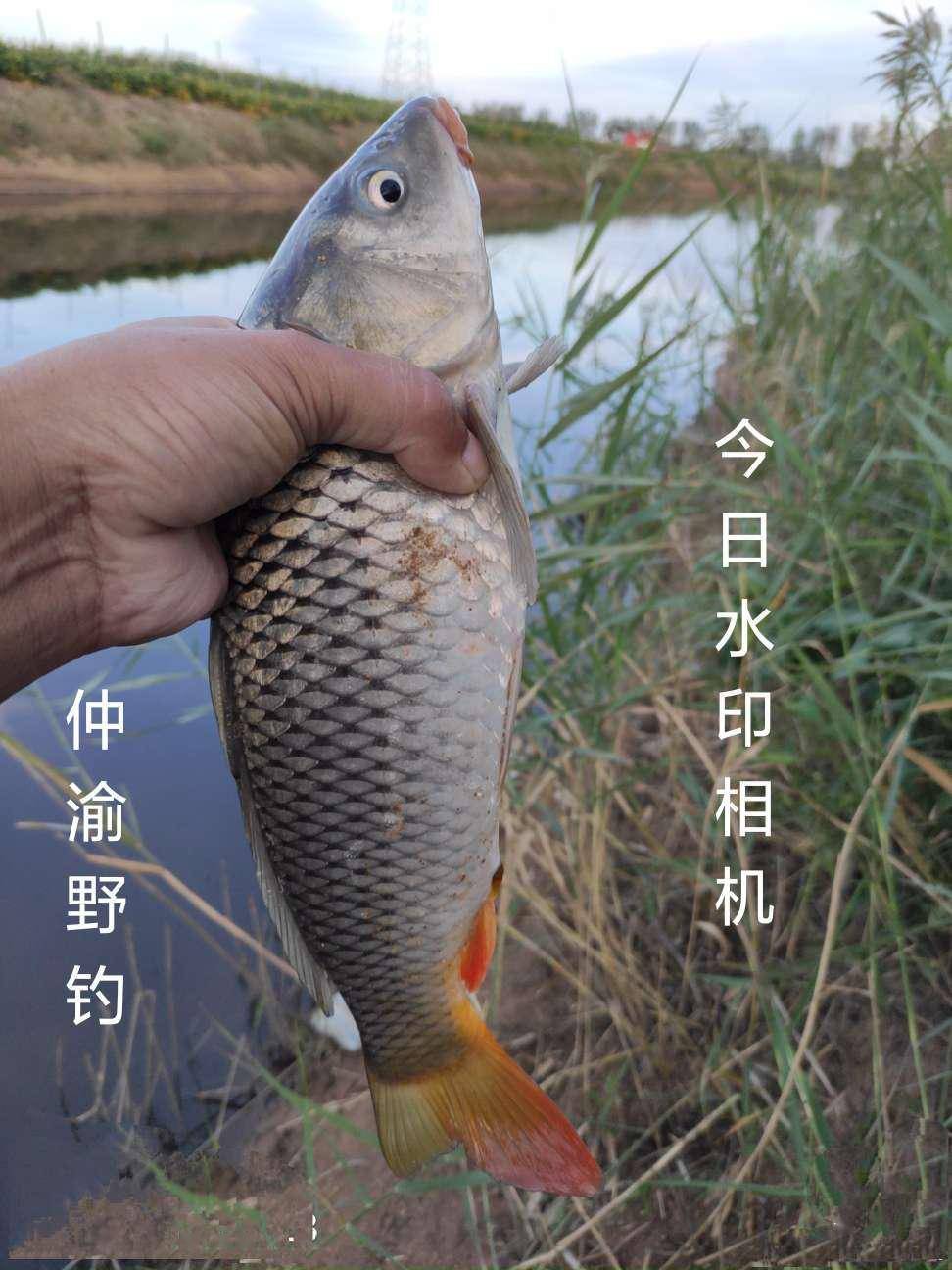 秋季野塘钓鲤草技巧(秋季钓鲤草鱼用什么饵料)