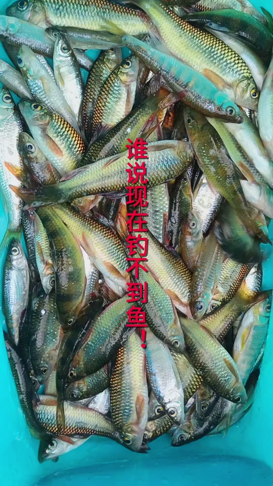 淡水石斑鱼路亚(石斑鱼路亚钓法)