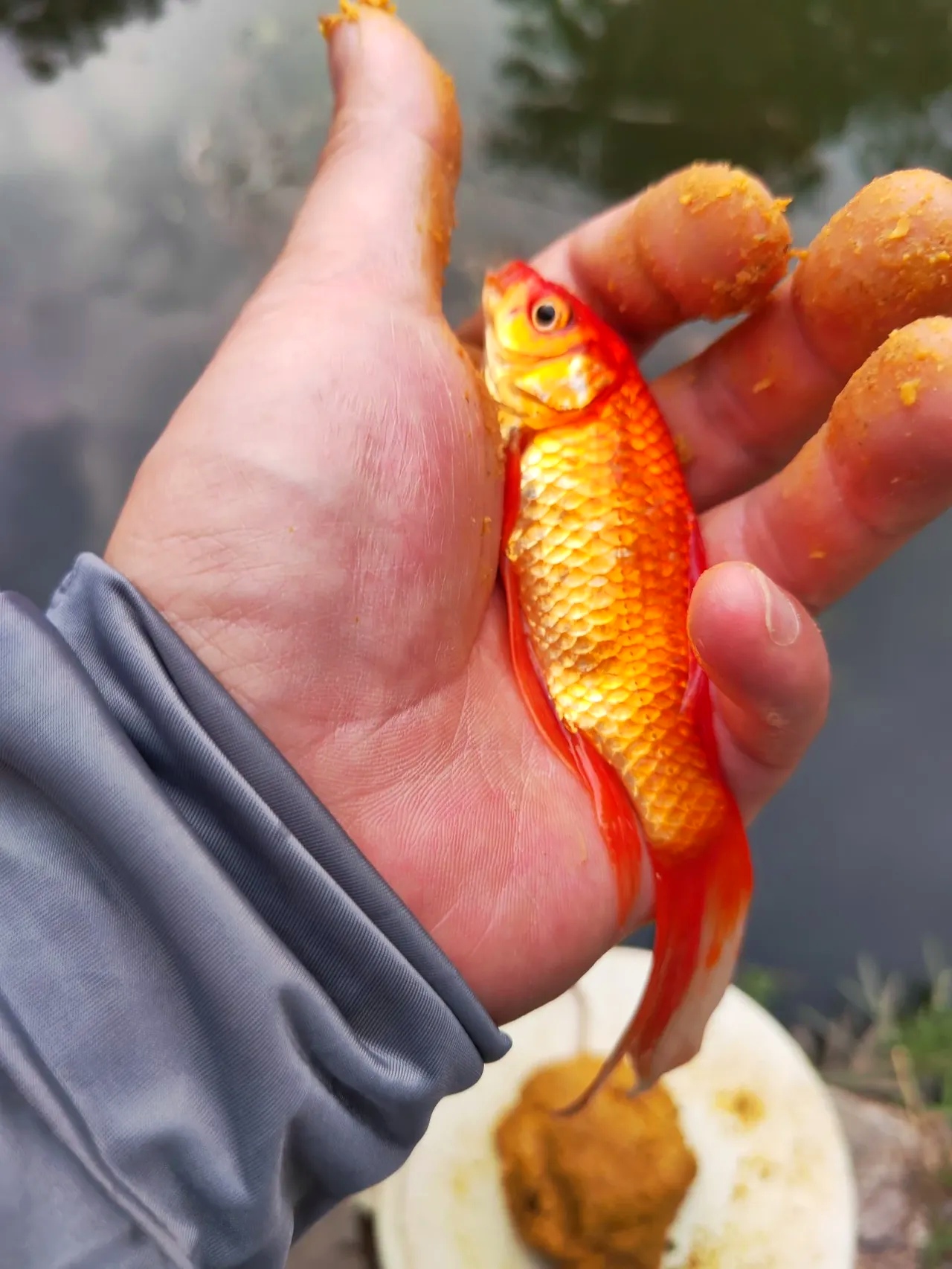 小鱼吃掉鱼饵料(鱼吃了鱼饵会死吗)