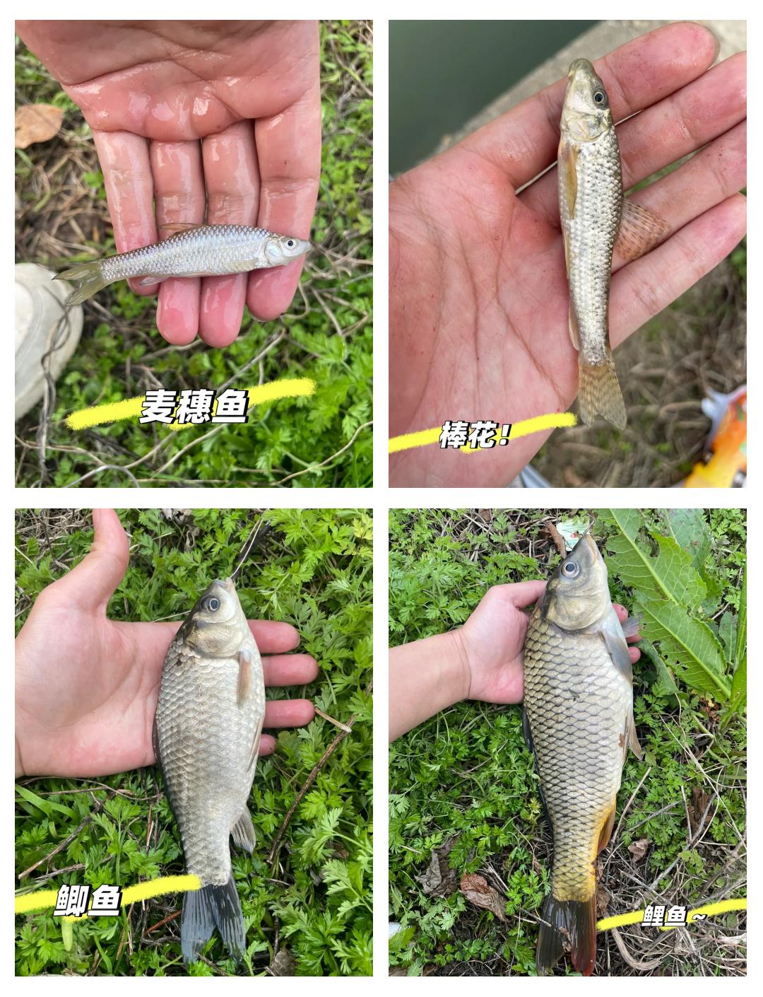 河流钓小鲫鱼技巧(河流怎么钓鲫鱼)