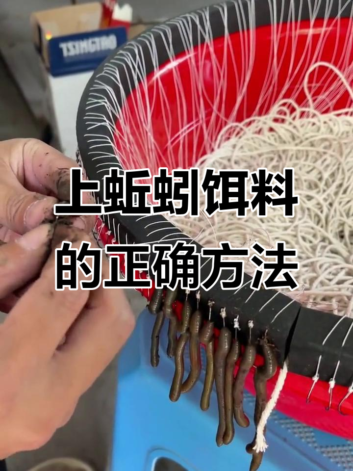 蚯蚓怎么拌饵料(蚯蚓汁拌饵料钓鱼)