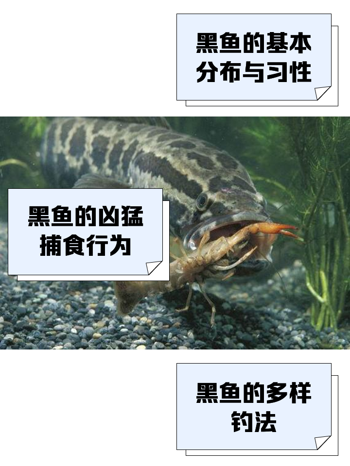 大连海域钓黑鱼技巧(在大连钓黑鱼和黄鱼用什么饵)