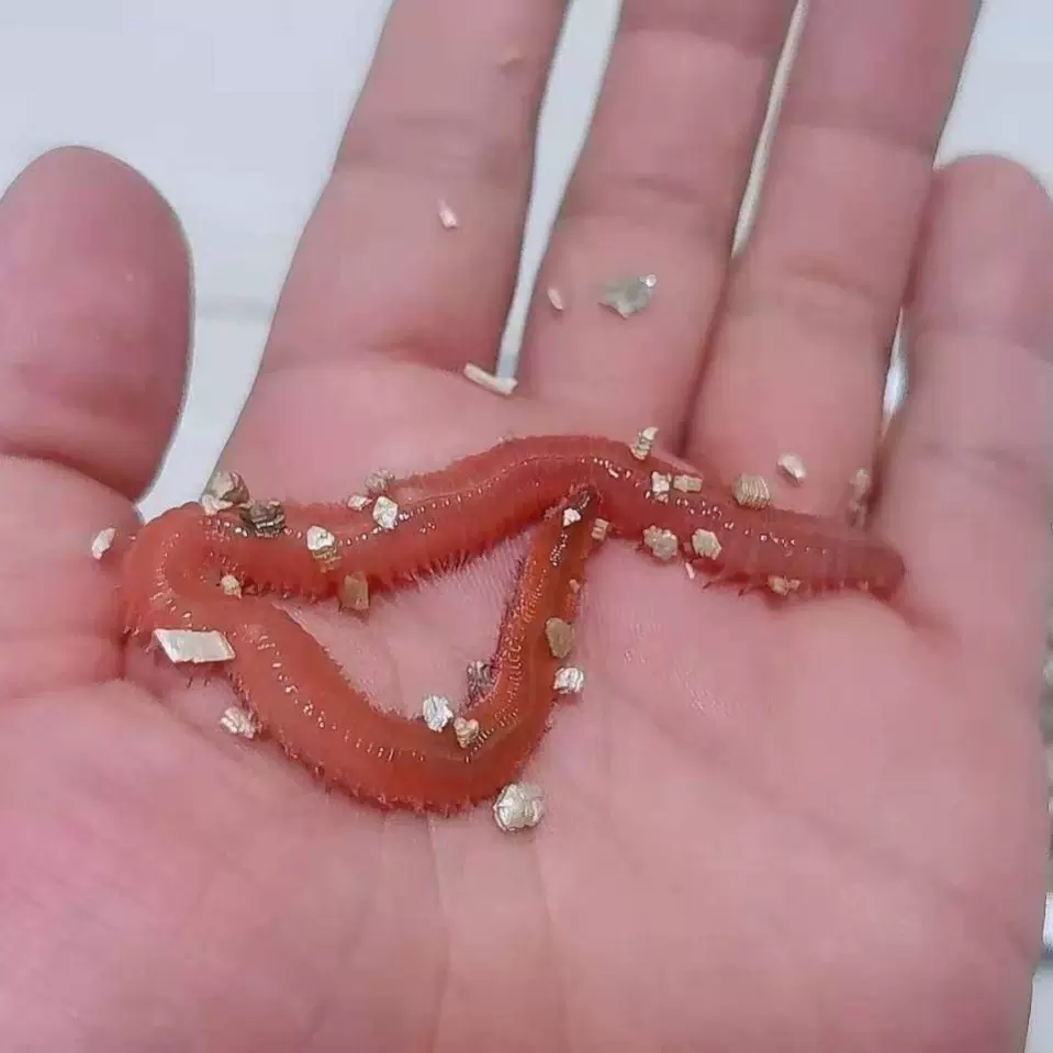 饵料海蜈蚣(海蜈蚣钓什么鱼)