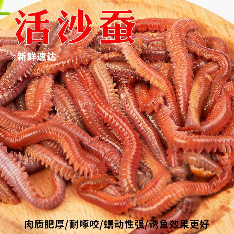 饵料海蜈蚣(海蜈蚣钓什么鱼)