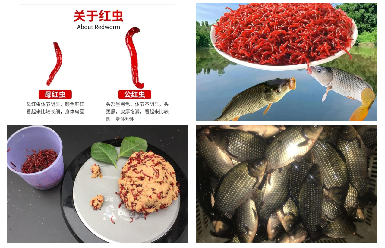 红虫垂钓技巧(红虫垂钓技巧图解)