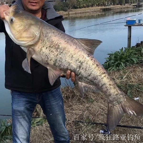 路亚花鲢瞎扯(路亚如何钓花鲢)