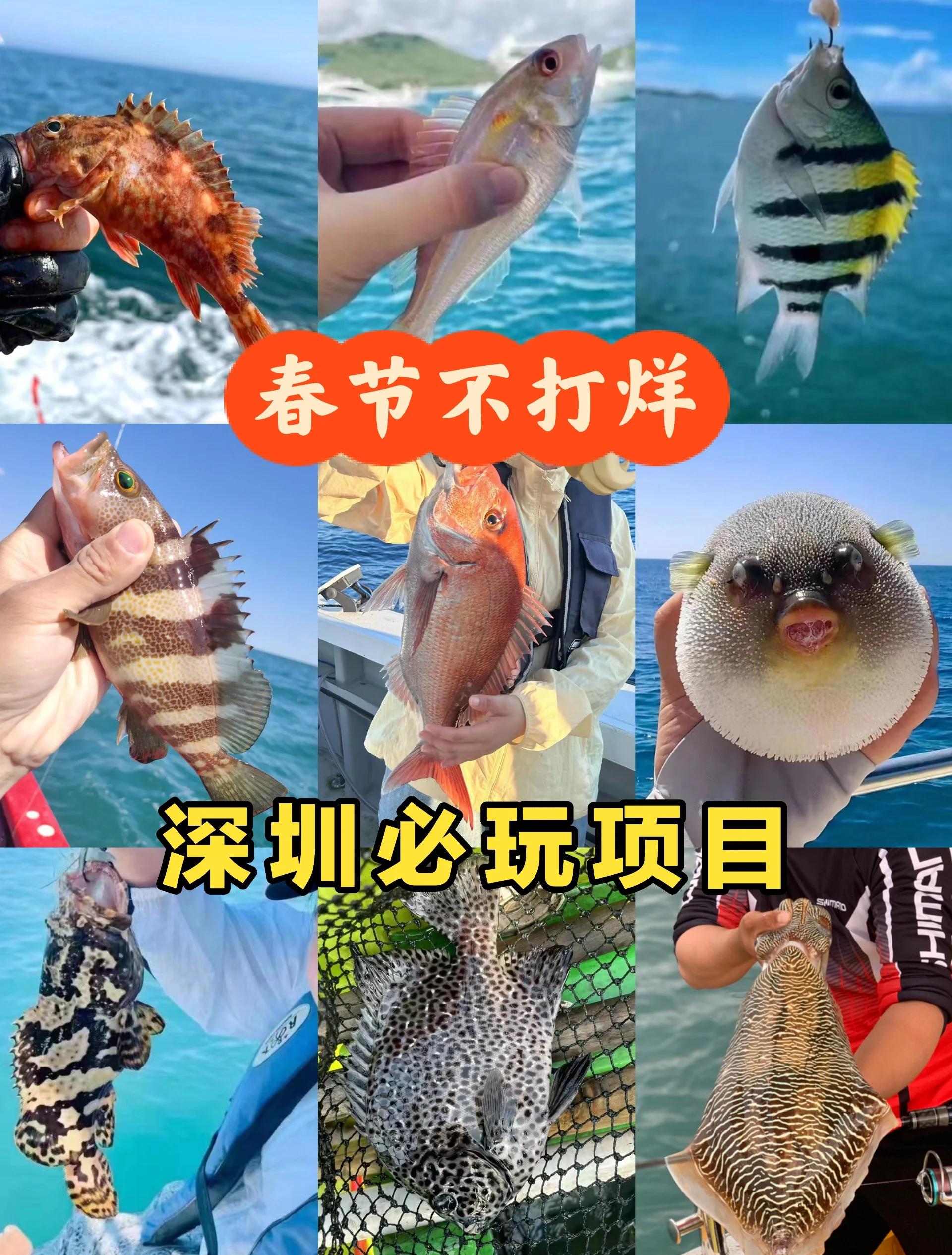 深圳的海钓(深圳海钓最厉害三个地方)