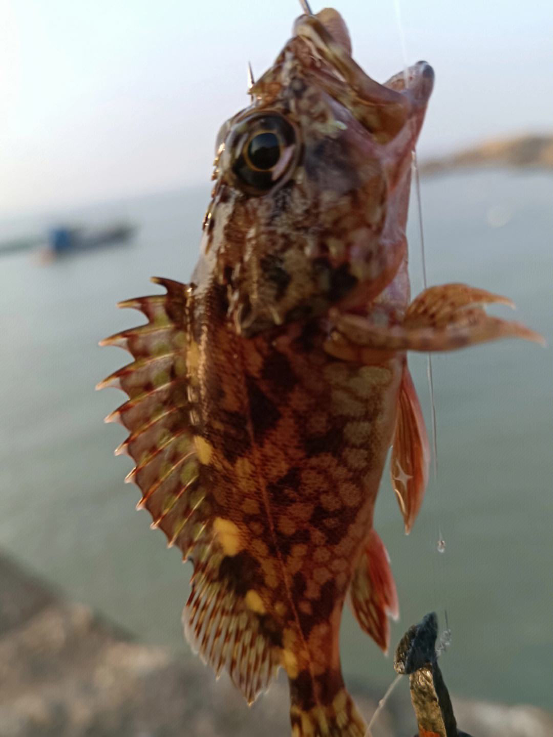 luya海钓(路亚海钓视频)