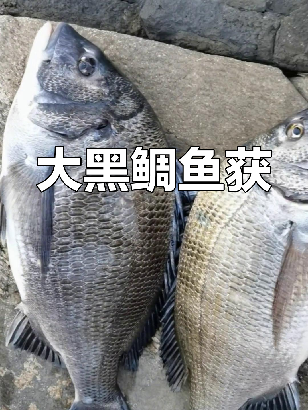 海钓打沉底钓黑鲷组图(海钓沉底钓鱼技巧)
