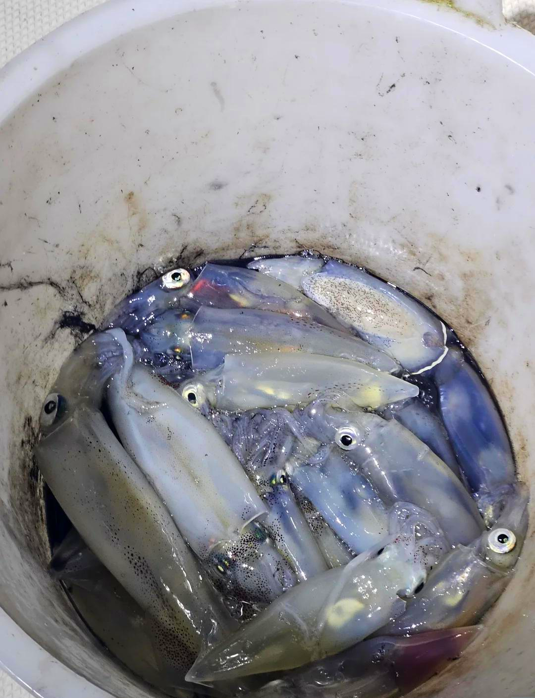 夜钓鱿鱼的技巧(夜钓鱿鱼视频教程)