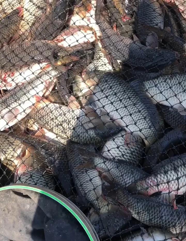 夏季黑坑鲤鱼偷驴技巧(黑坑钓鲤鲫偷驴用什么饵料)