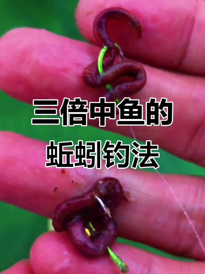 蚯蚓钓鱼技巧图片(蚯蚓钓鱼最大忌讳)