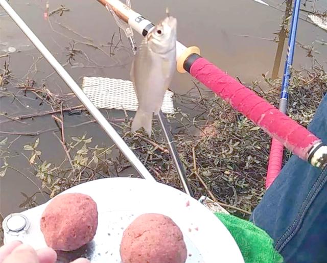 饵料入水就散(饵料入水就散掉如何解决)