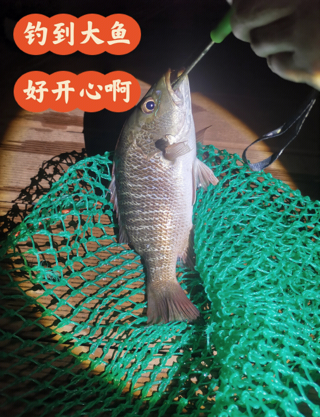 海钓适合夜钓(海钓夜钓用什么饵料)