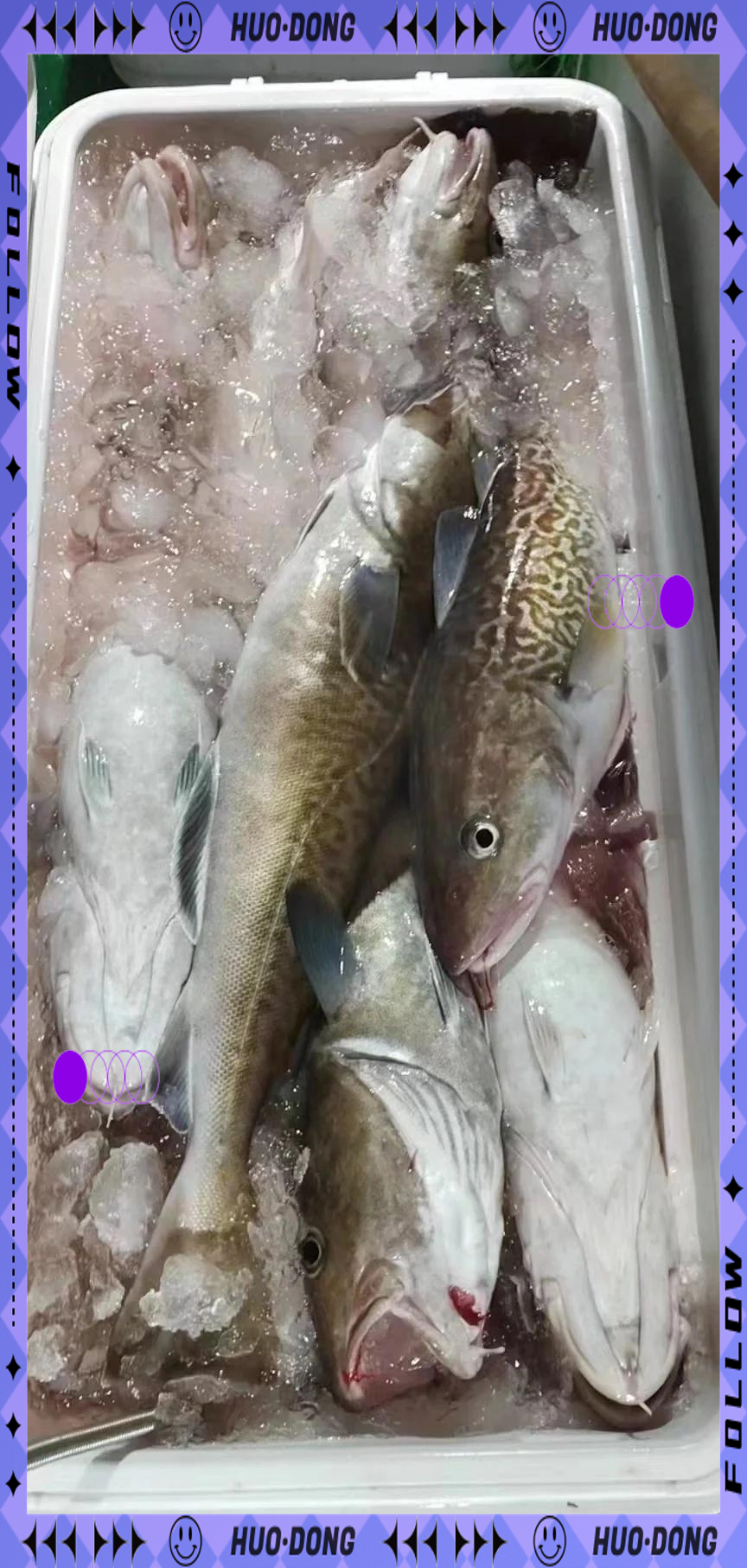 冰岛鳕鱼海钓(海钓鳕鱼的钓法)