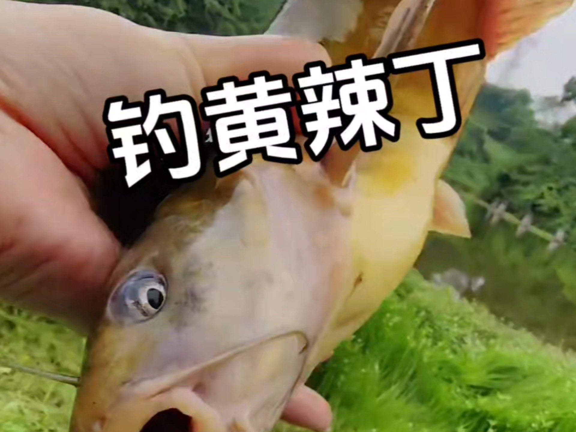 钓黄颡鱼的七大技巧(钓黄颡鱼用什么饵最好)